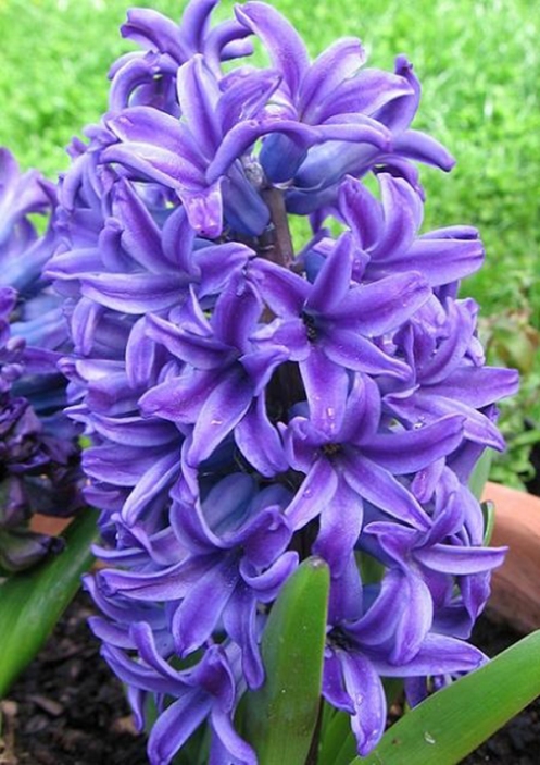 color-purpura